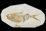 Bargain, Fossil Fish (Diplomystus) - Green River Formation #119645-1